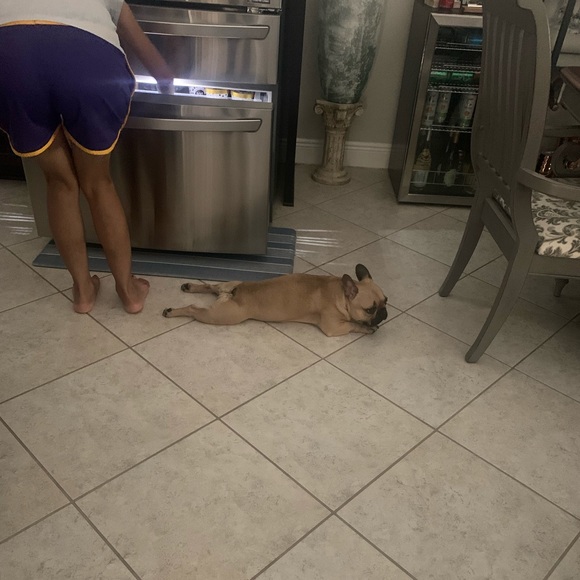 •𝒜𝐿𝐸𝑅𝒢𝒴 𝒜𝐿𝐸𝑅𝒯• 𝙋𝙚𝙩 𝙛𝙧𝙞𝙚𝙣𝙙𝙡𝙮! - Picture 13 of 14